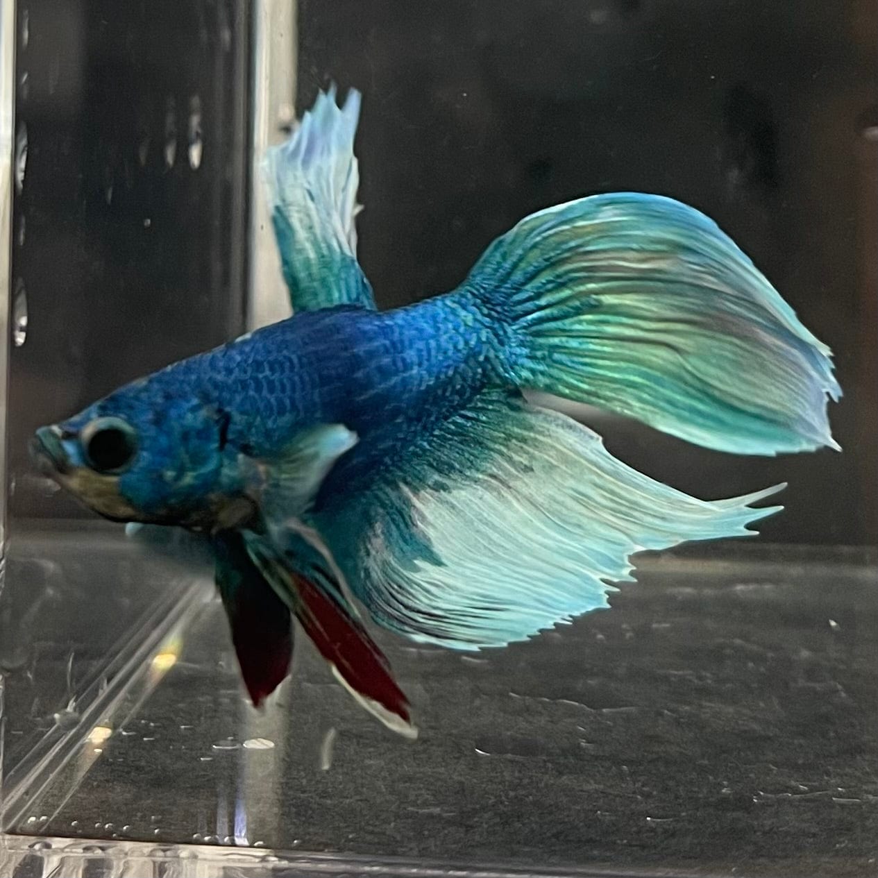 the-fish-farm Male Betta Male Betta - One Only - 4 Choose your favourite Male Betta from The Fish Farm Australia