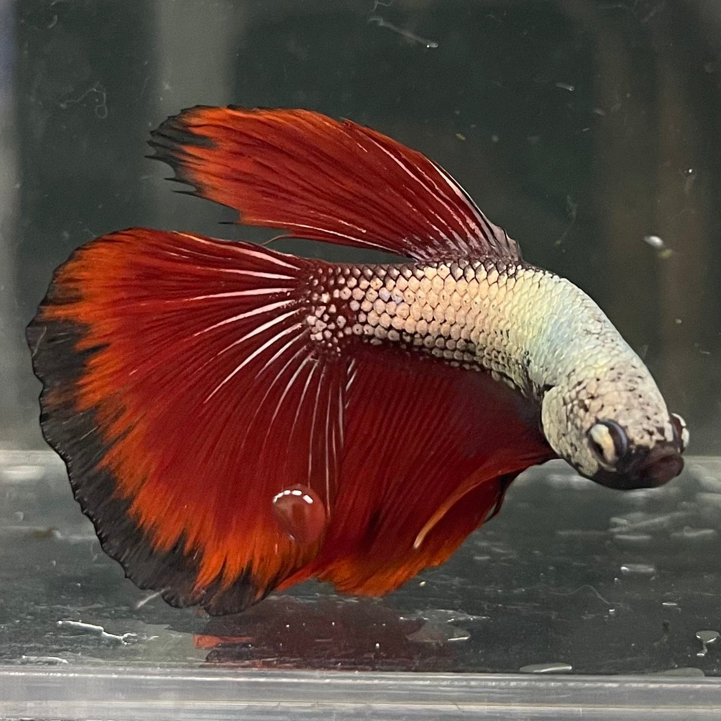 the-fish-farm Male Betta Male Betta - One Only - 4 Choose your favourite Male Betta from The Fish Farm Australia