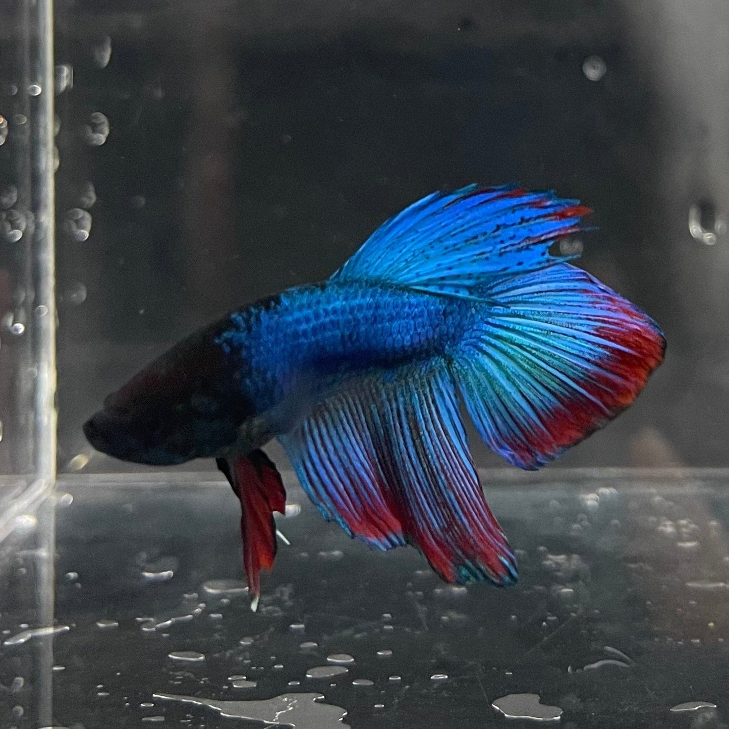 the-fish-farm Male Betta Male Betta - One Only - 4 Choose your favourite Male Betta from The Fish Farm Australia