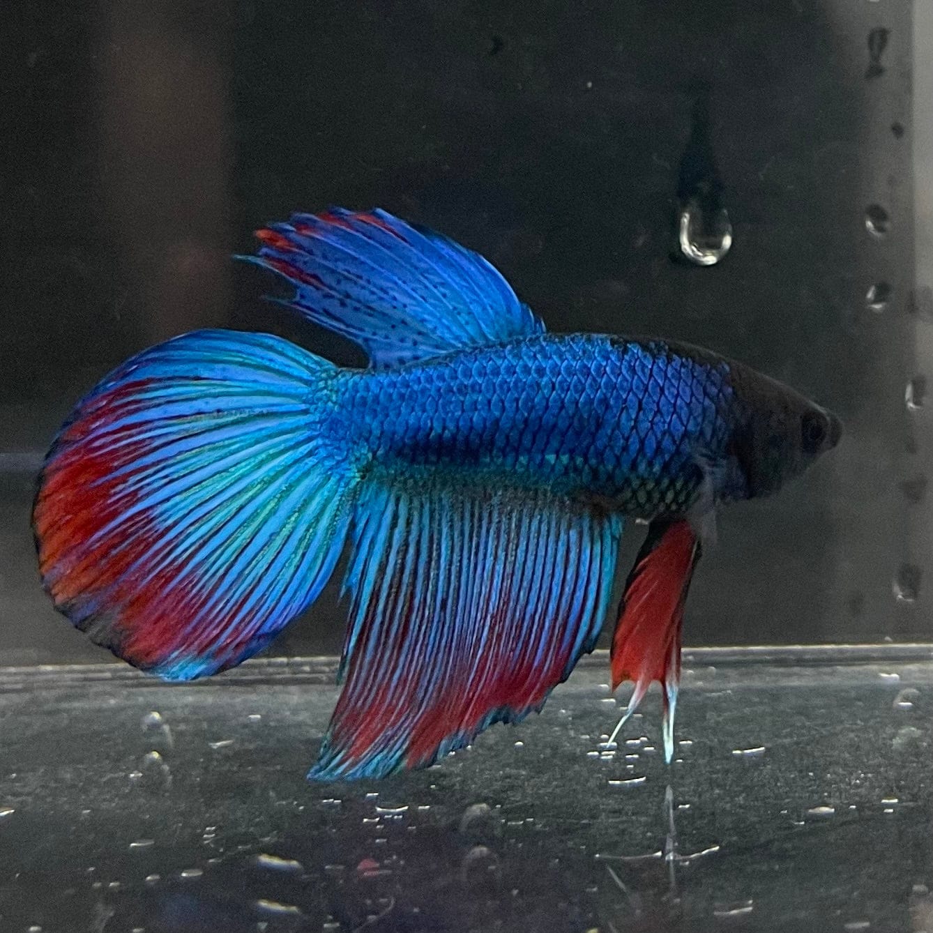 the-fish-farm Male Betta Male Betta - One Only - 4 Choose your favourite Male Betta from The Fish Farm Australia