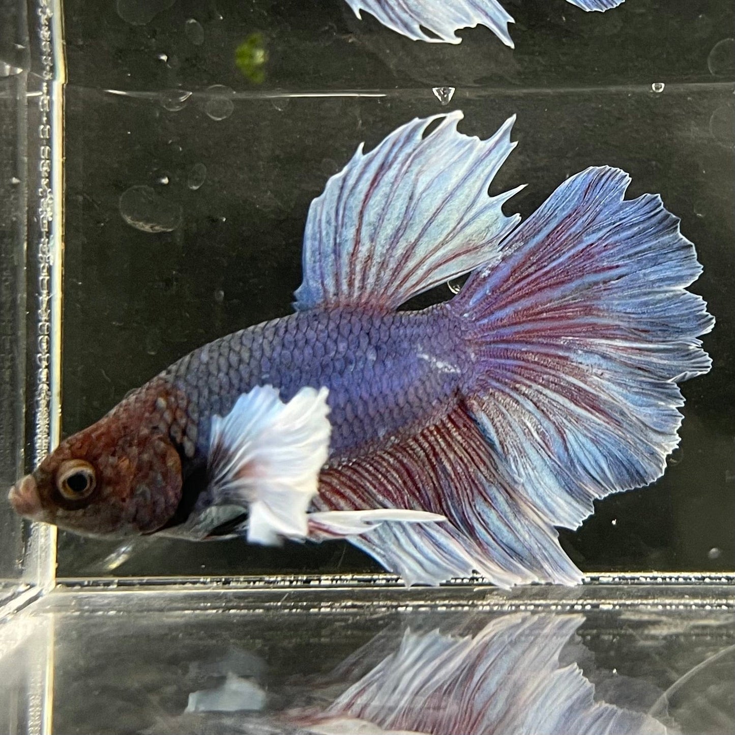 the-fish-farm Male Betta Male Betta - One Only - 4 Choose your favourite Male Betta from The Fish Farm Australia