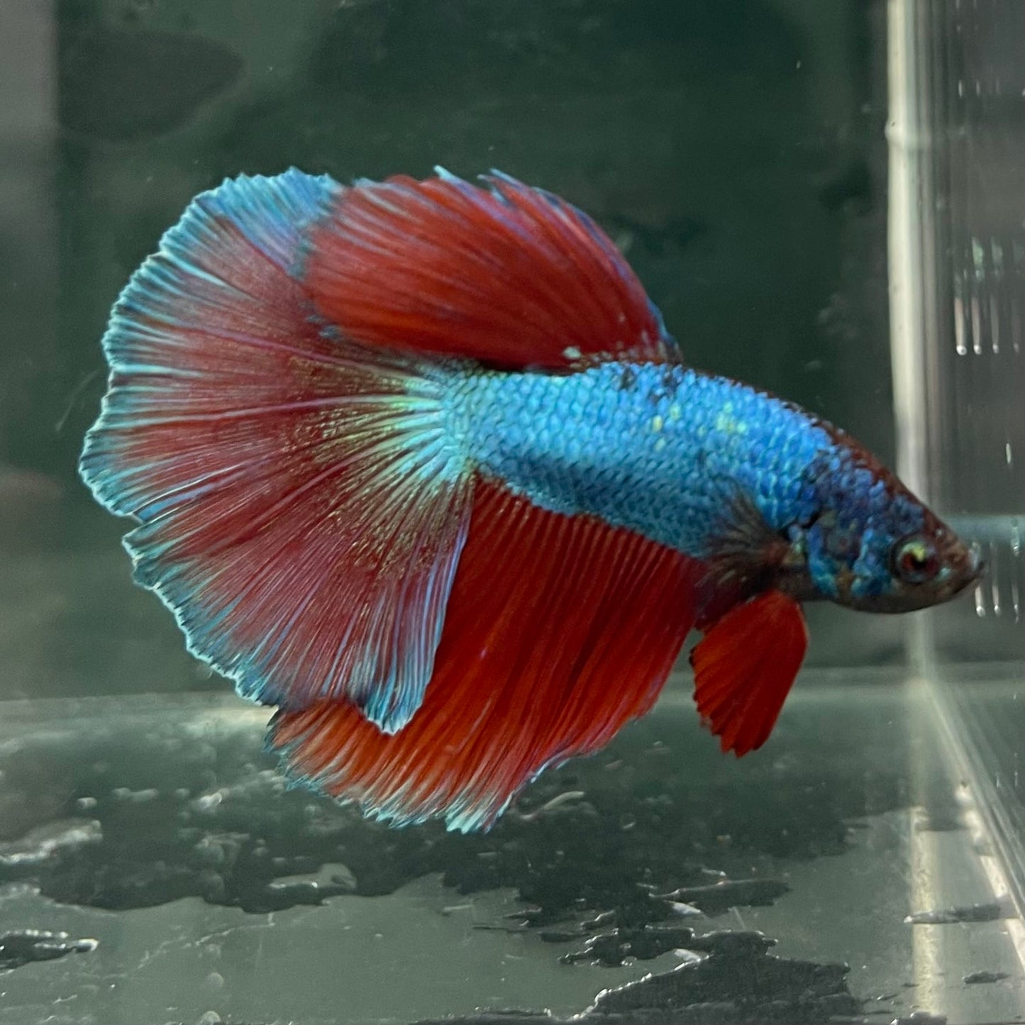 the-fish-farm Male Betta Male Betta - One Only - 4 Choose your favourite Male Betta from The Fish Farm Australia