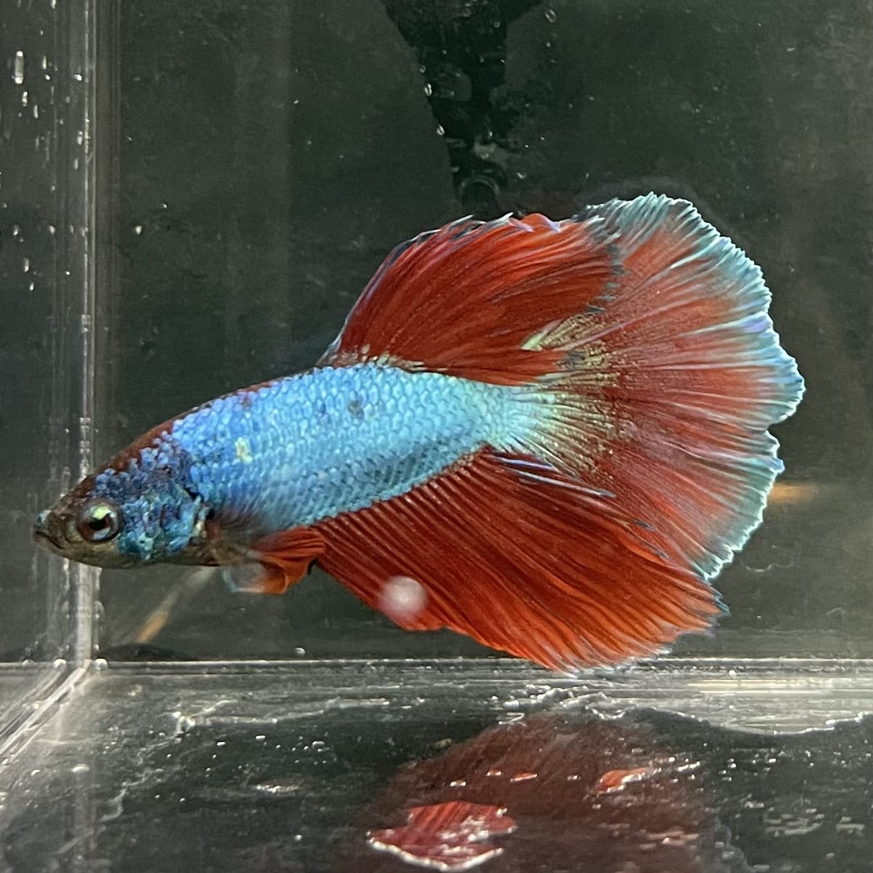 the-fish-farm Male Betta Male Betta - One Only - 4 Choose your favourite Male Betta from The Fish Farm Australia