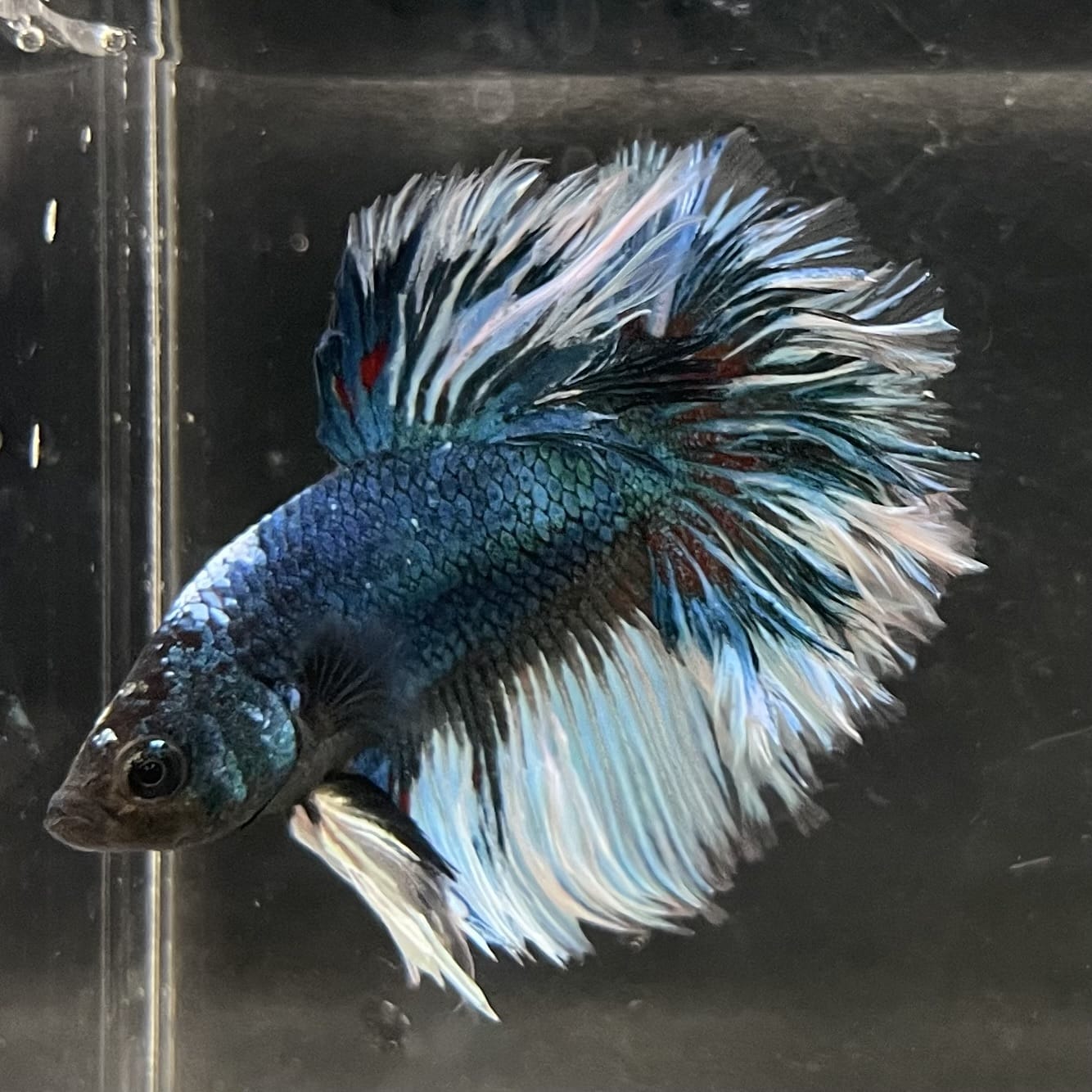the-fish-farm Male Betta Male Betta - One Only - 4 Choose your favourite Male Betta from The Fish Farm Australia
