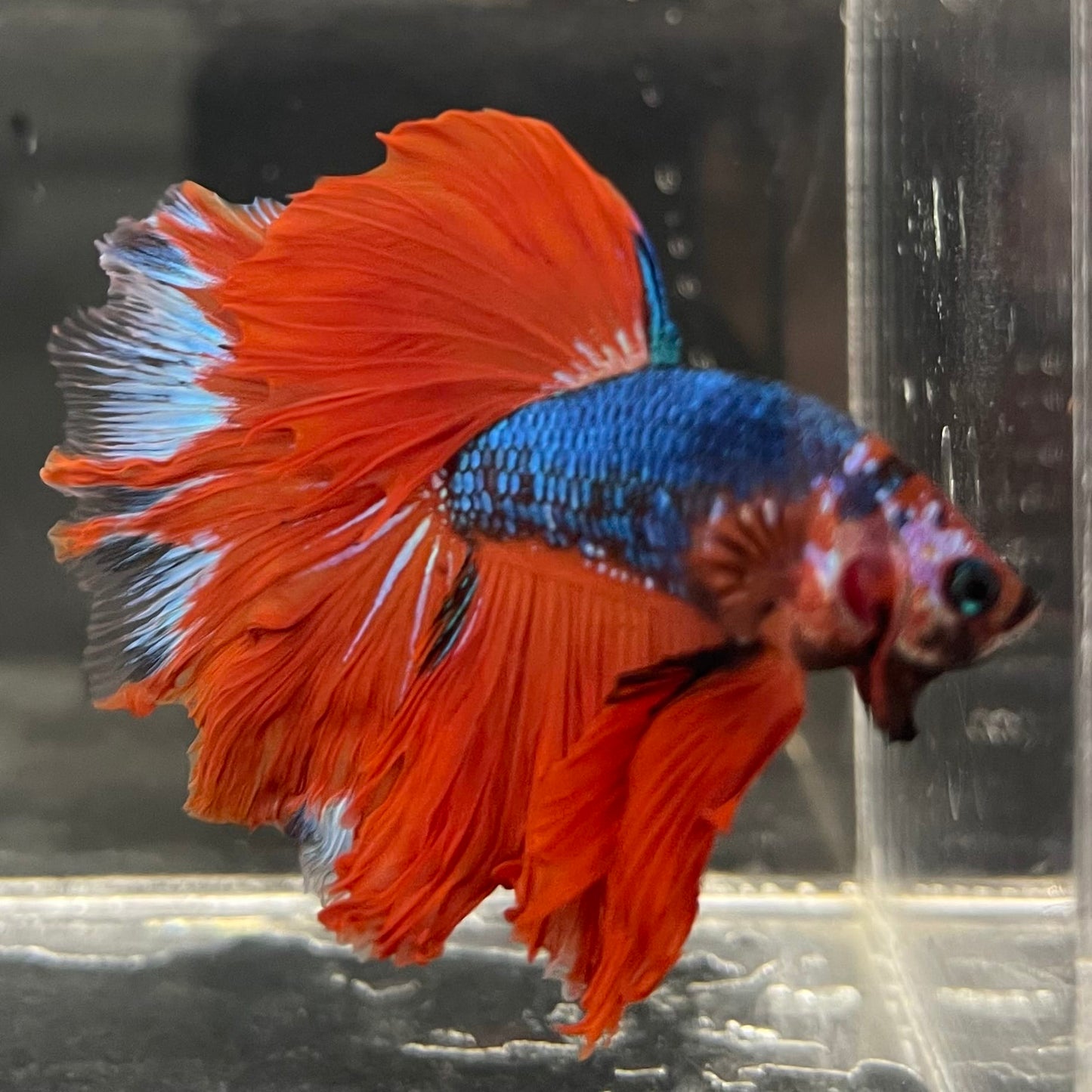 the-fish-farm Male Betta Male Betta - One Only - 4 Choose your favourite Male Betta from The Fish Farm Australia