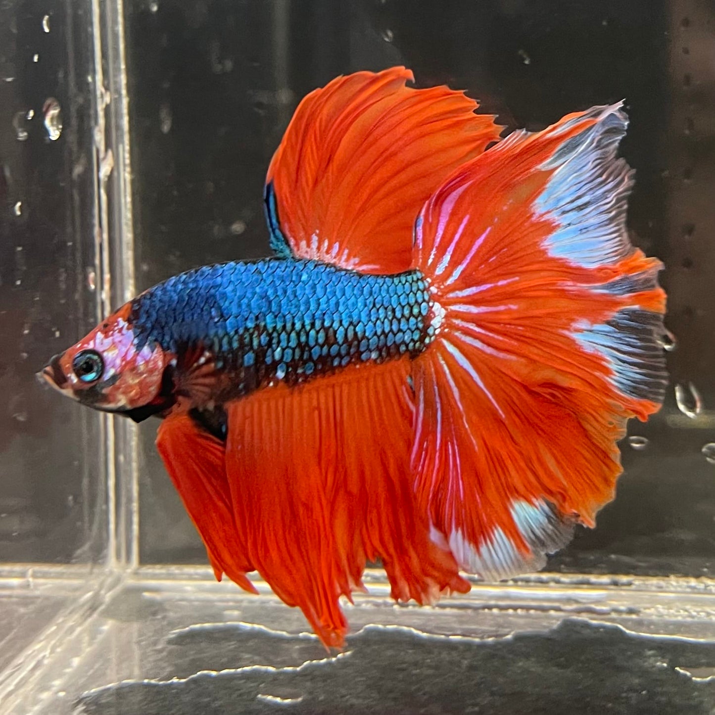 the-fish-farm Male Betta Male Betta - One Only - 4 Choose your favourite Male Betta from The Fish Farm Australia