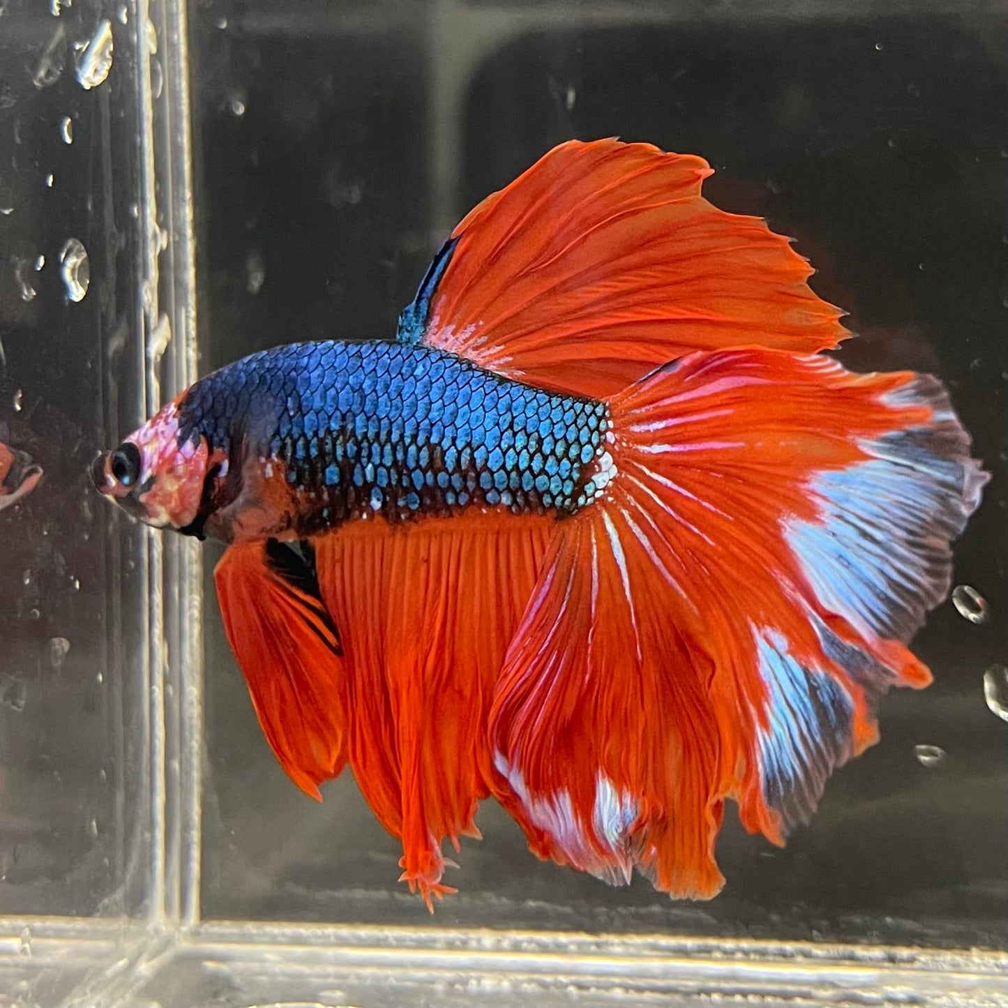the-fish-farm Male Betta Male Betta - One Only - 4 Choose your favourite Male Betta from The Fish Farm Australia