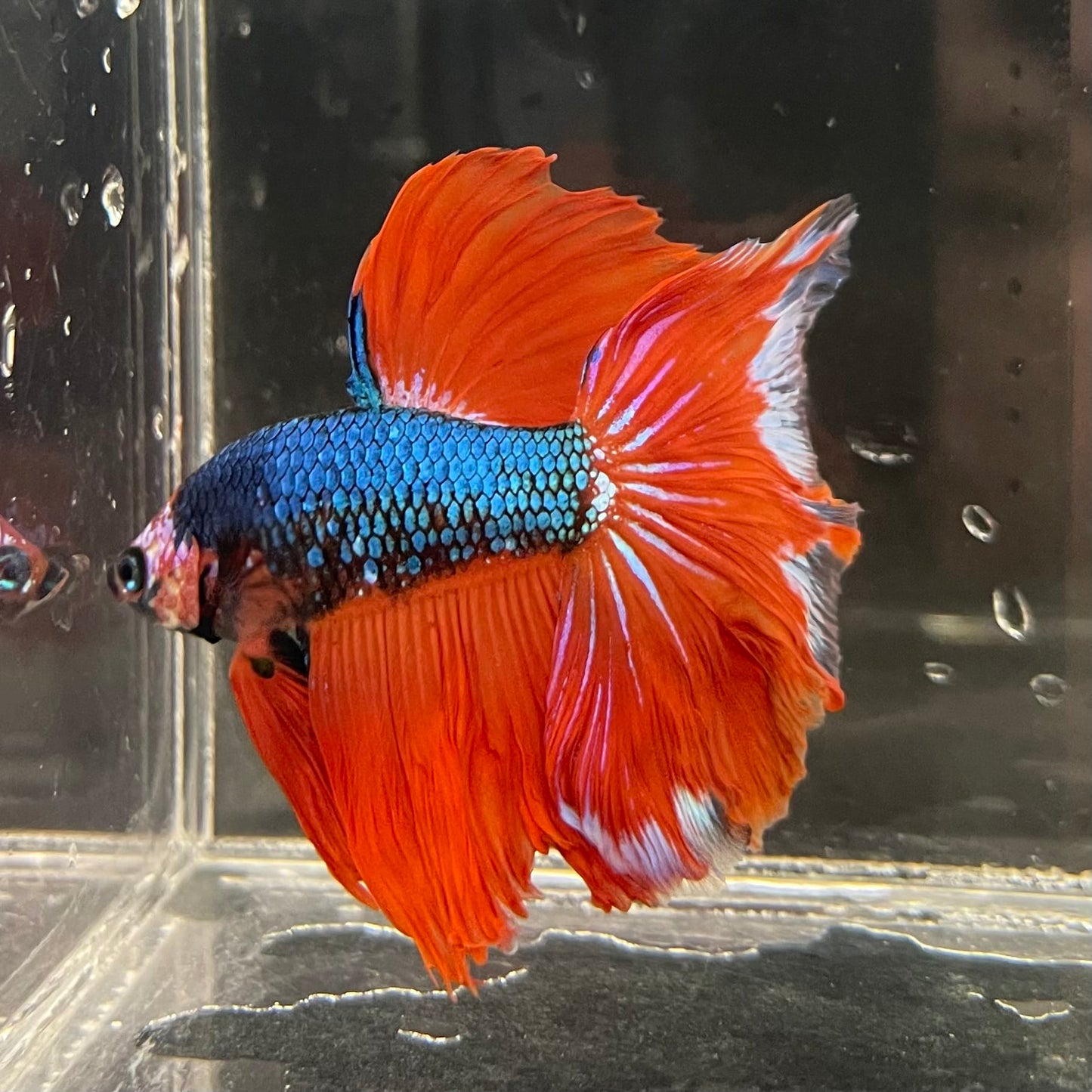 the-fish-farm Male Betta Male Betta - One Only - 4 Choose your favourite Male Betta from The Fish Farm Australia