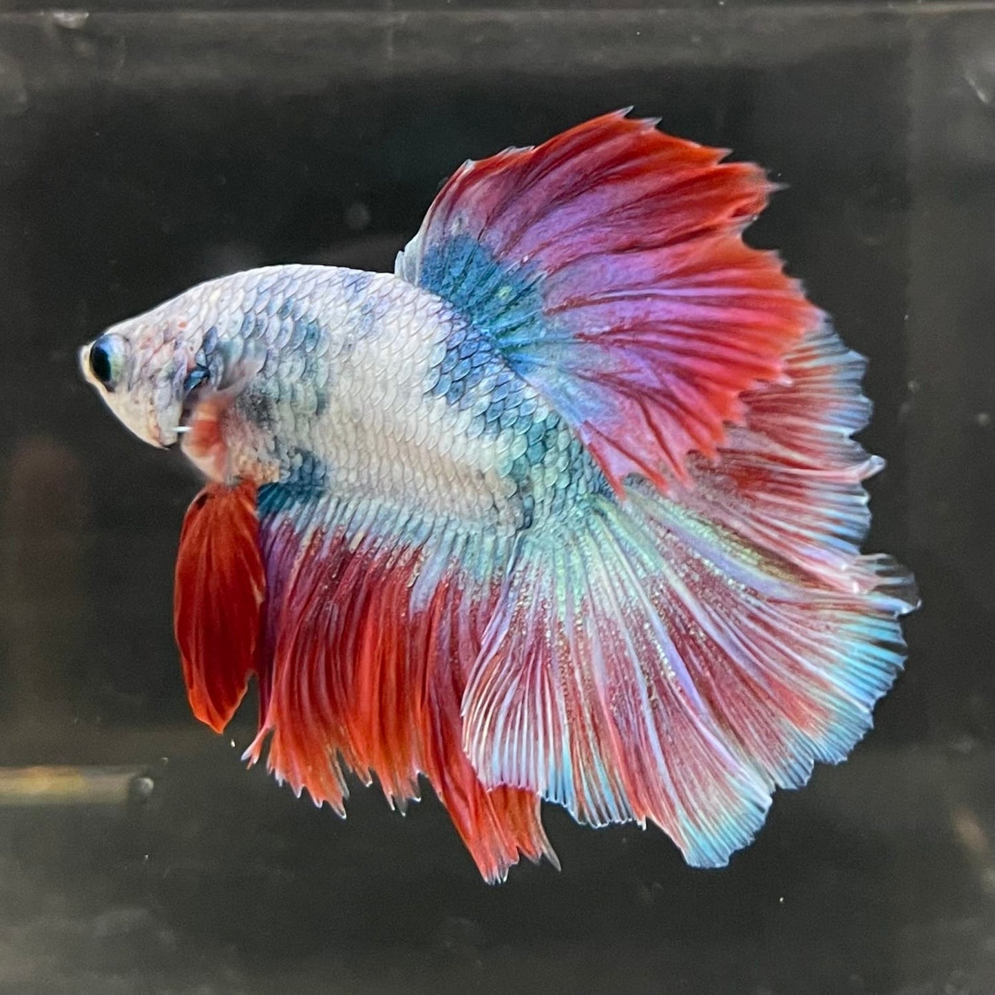 the-fish-farm Male Betta Male Betta - One Only - 4 Choose your favourite Male Betta from The Fish Farm Australia