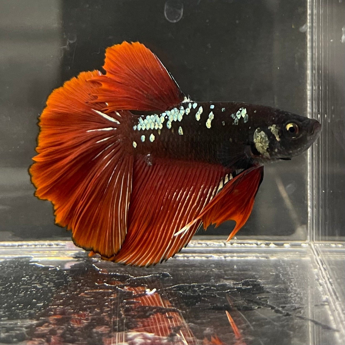 the-fish-farm Male Betta Male Betta - One Only - 5 Choose your favourite Male Betta from The Fish Farm Australia