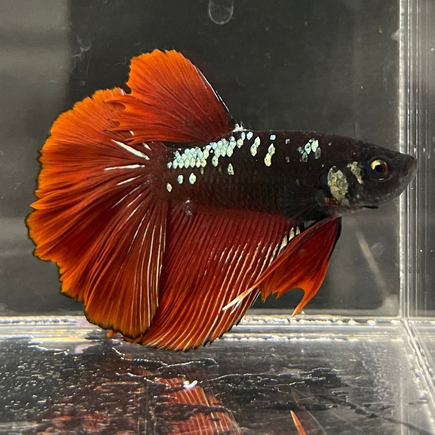 the-fish-farm Male Betta Male Betta - One Only - 5 Choose your favourite Male Betta from The Fish Farm Australia