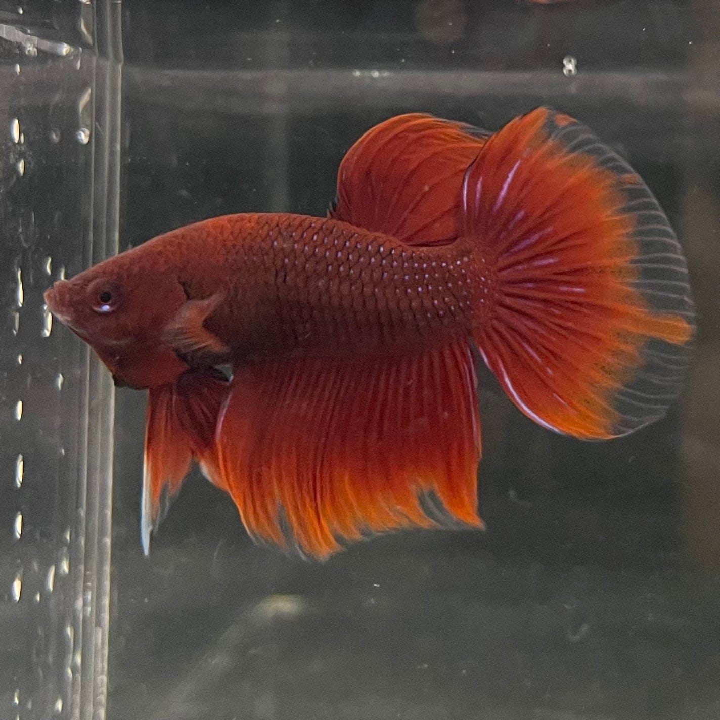 the-fish-farm Male Betta Male Betta - One Only - 5 Choose your favourite Male Betta from The Fish Farm Australia