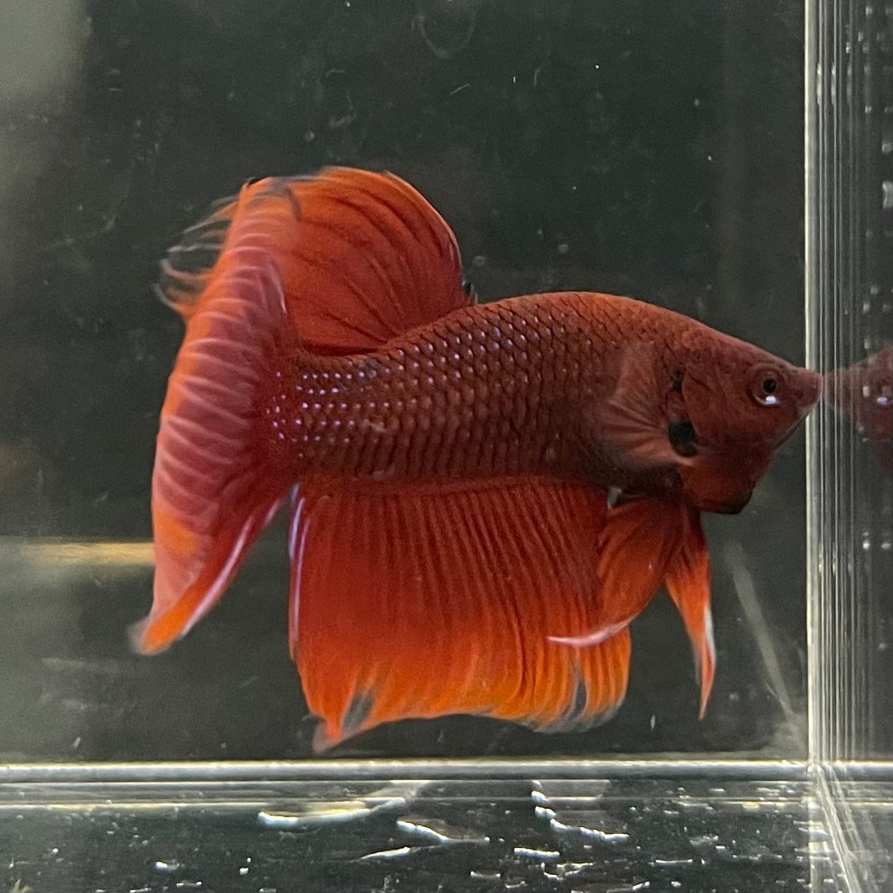 the-fish-farm Male Betta Male Betta - One Only - 5 Choose your favourite Male Betta from The Fish Farm Australia