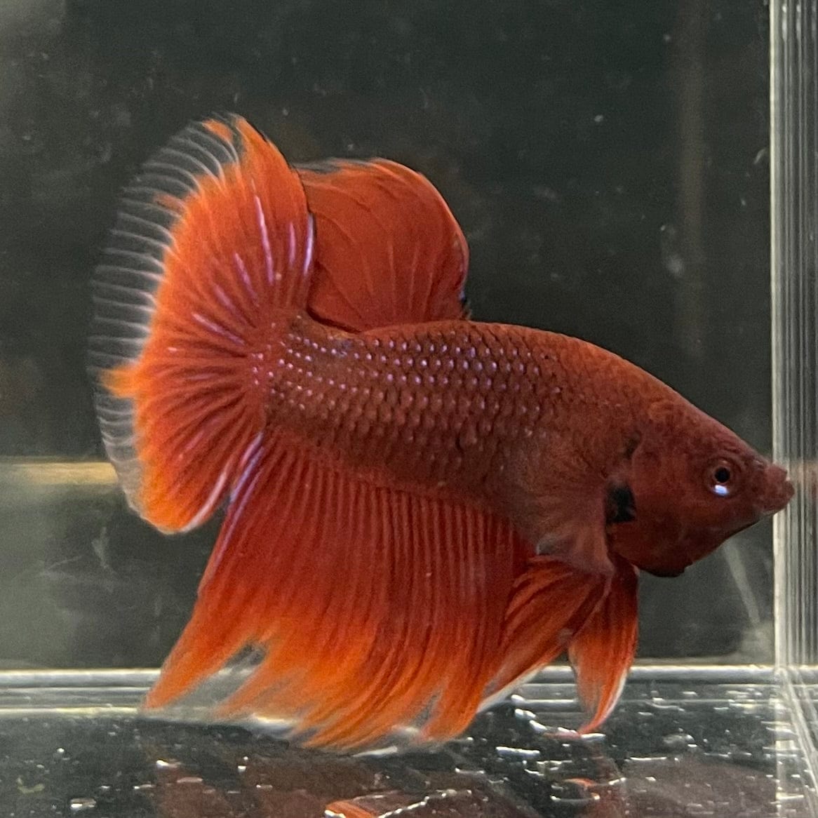 the-fish-farm Male Betta Male Betta - One Only - 5 Choose your favourite Male Betta from The Fish Farm Australia