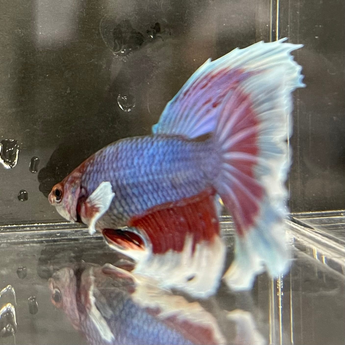 the-fish-farm Male Betta Male Betta - One Only - 5 Choose your favourite Male Betta from The Fish Farm Australia