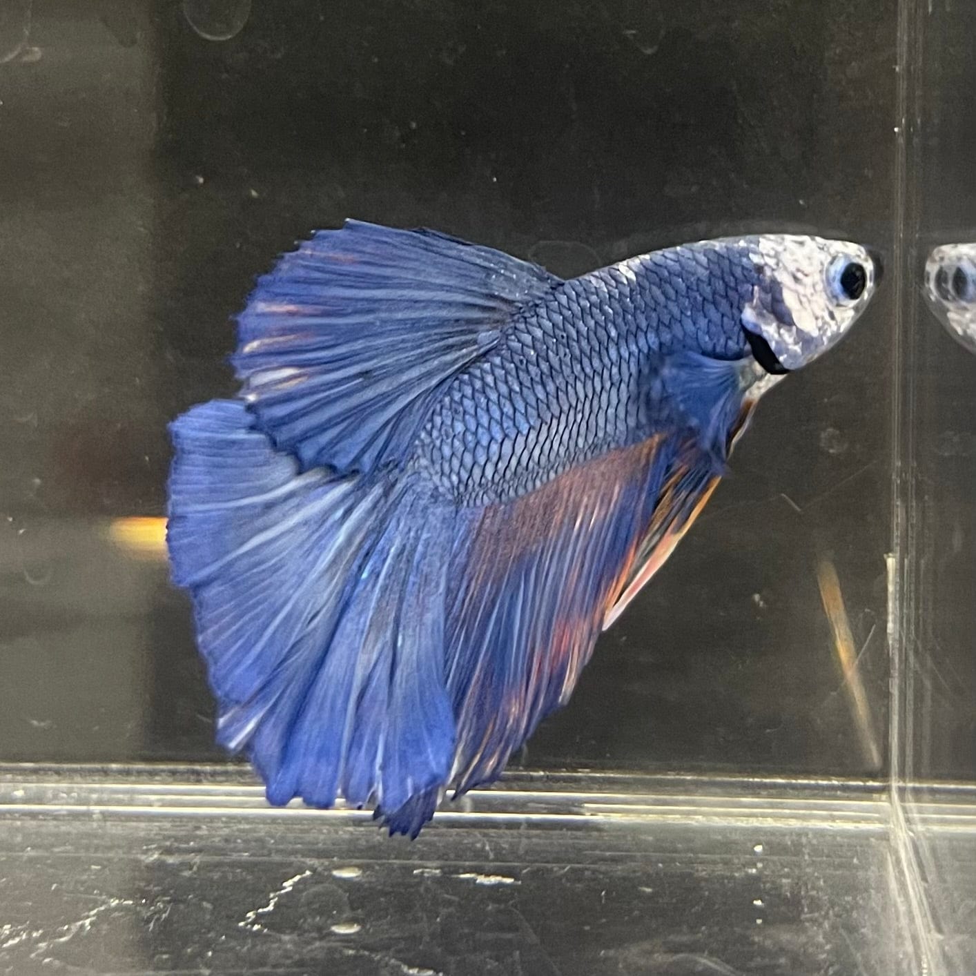 the-fish-farm Male Betta Male Betta - One Only - 5 Choose your favourite Male Betta from The Fish Farm Australia