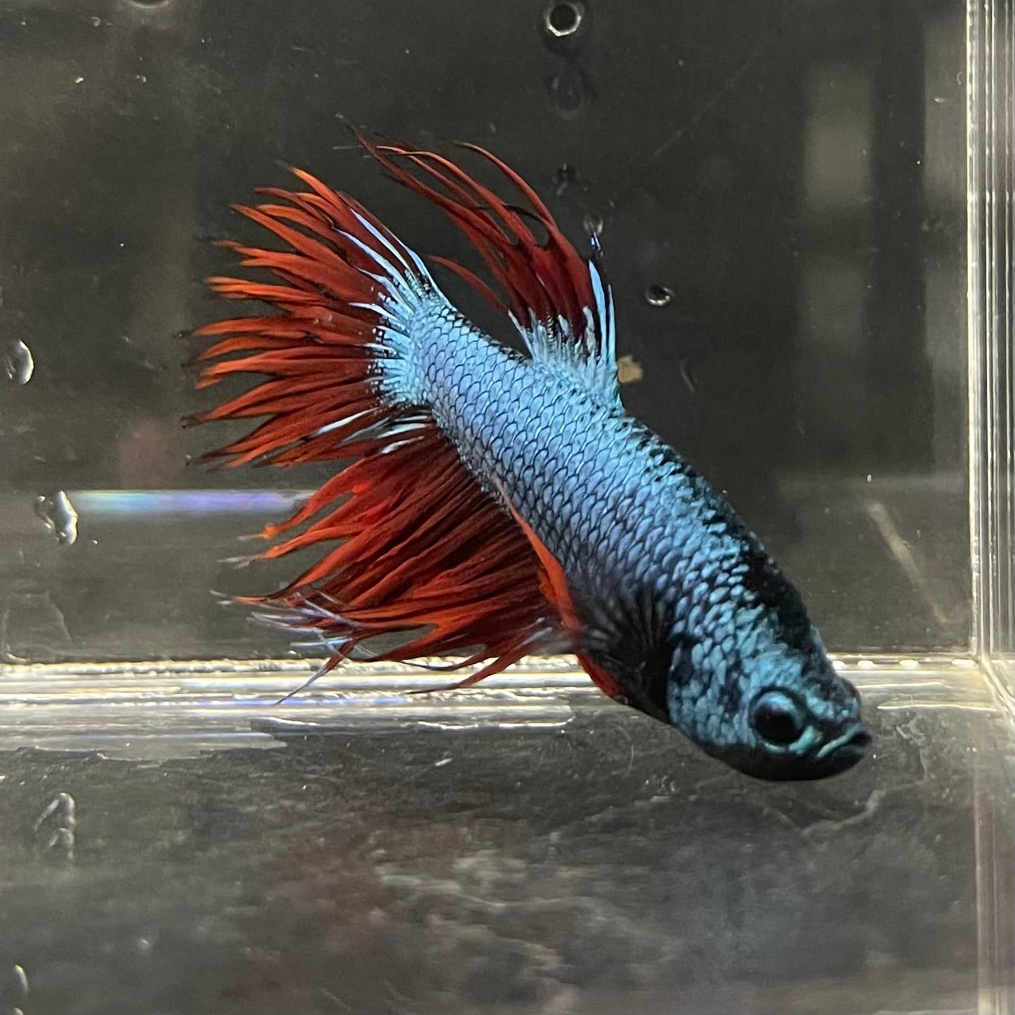 the-fish-farm Male Betta Male Betta - One Only - 5 Choose your favourite Male Betta from The Fish Farm Australia