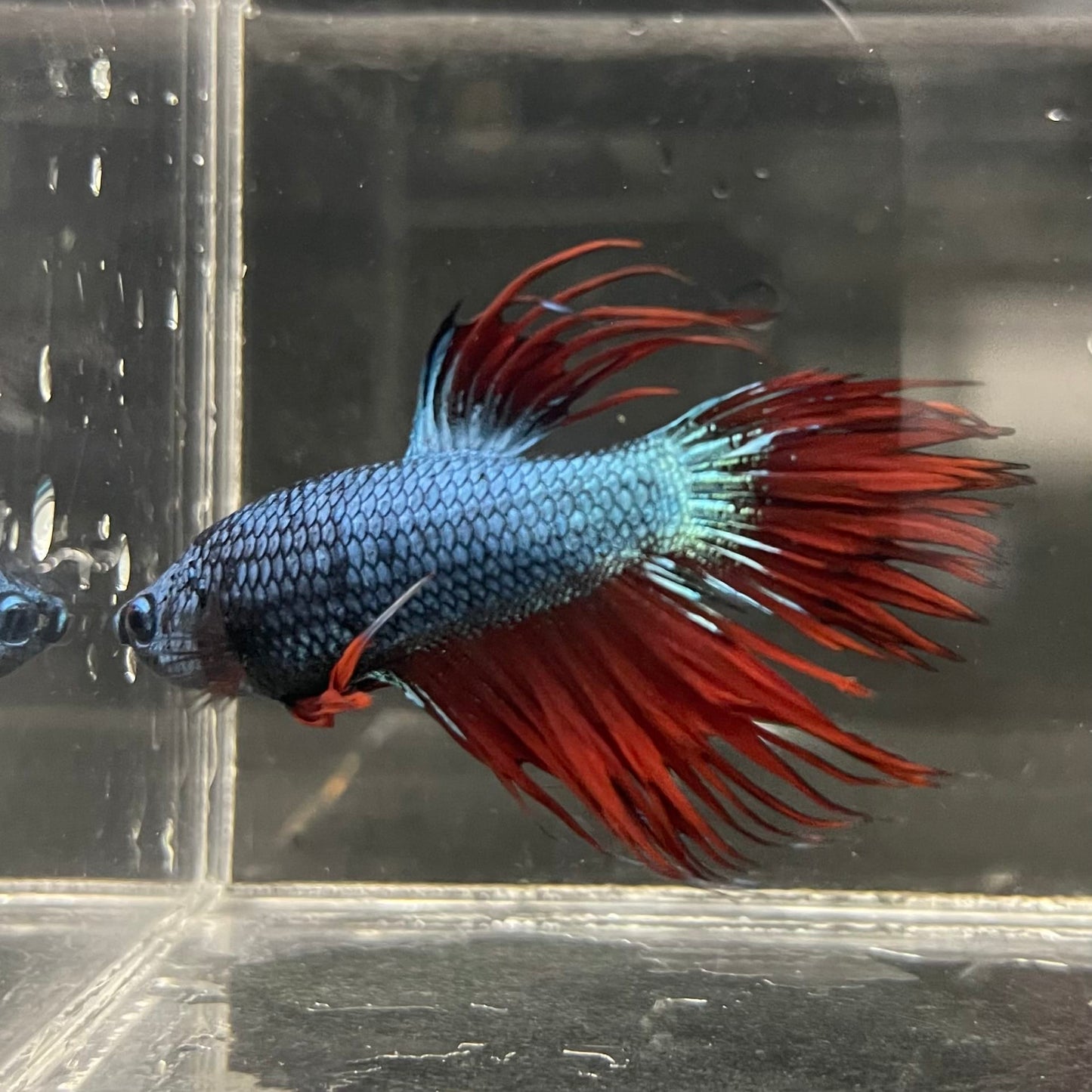 the-fish-farm Male Betta Male Betta - One Only - 5 Choose your favourite Male Betta from The Fish Farm Australia