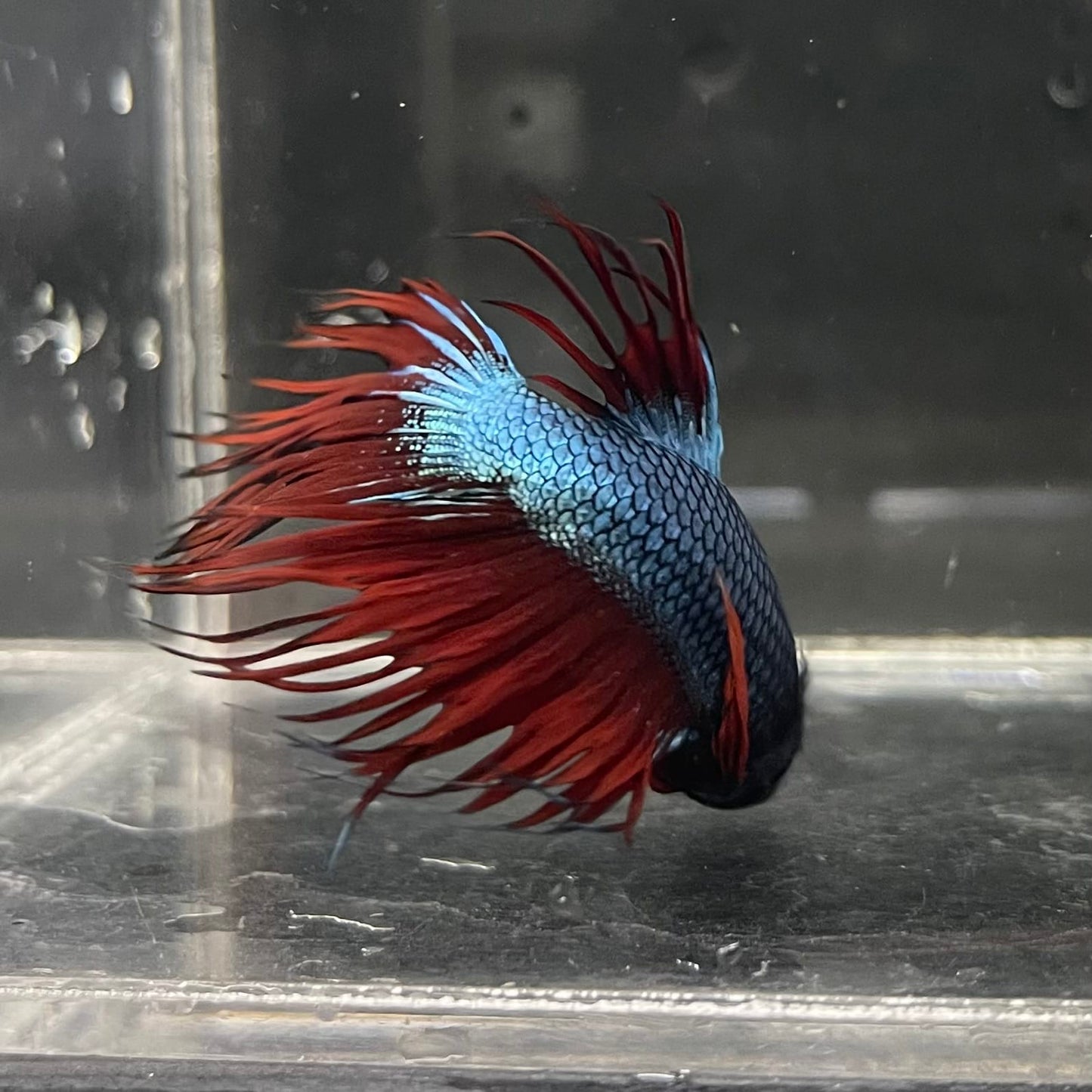 the-fish-farm Male Betta Male Betta - One Only - 5 Choose your favourite Male Betta from The Fish Farm Australia