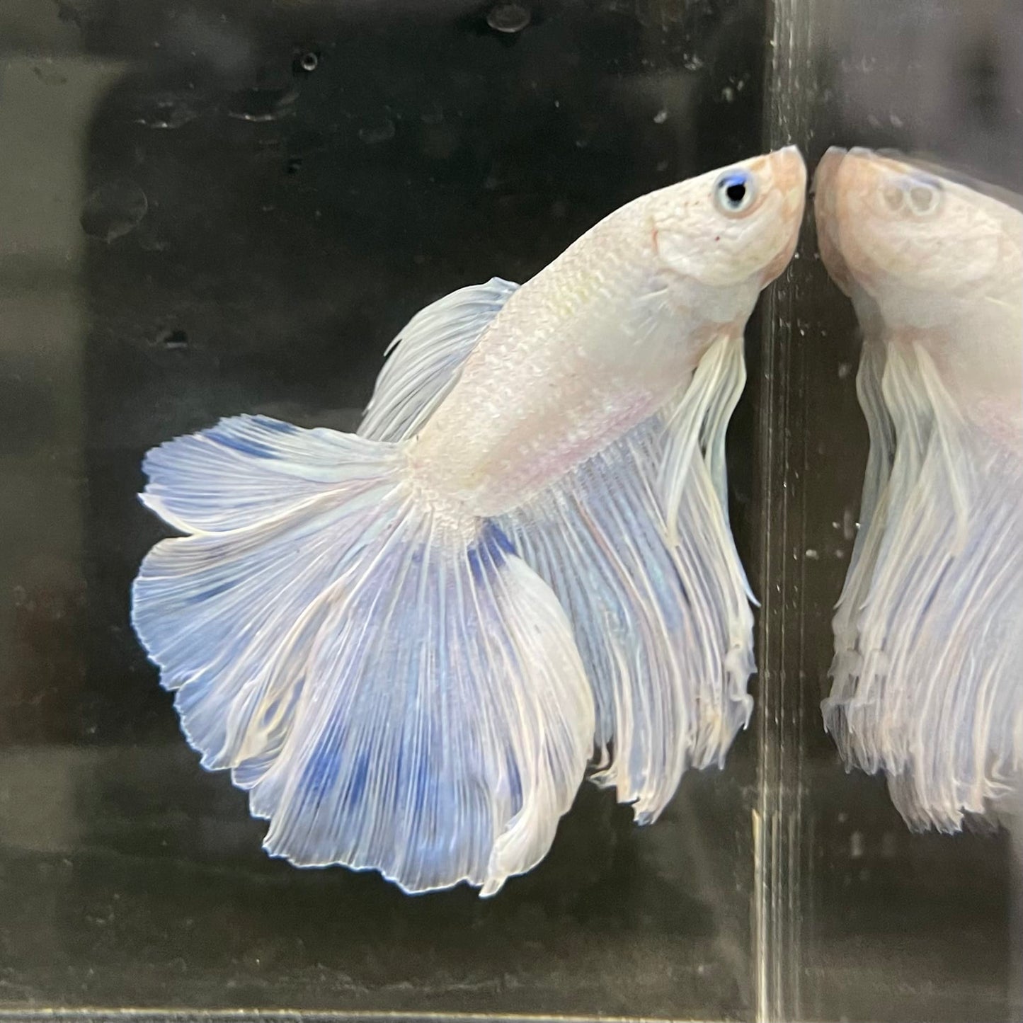 the-fish-farm Male Betta Male Betta - One Only - 5 Choose your favourite Male Betta from The Fish Farm Australia