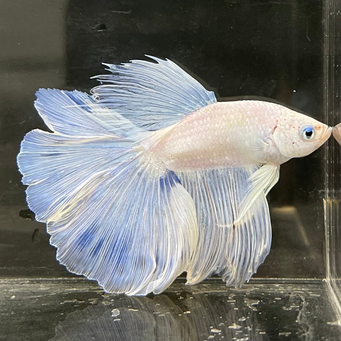 the-fish-farm Male Betta Male Betta - One Only - 5 Choose your favourite Male Betta from The Fish Farm Australia