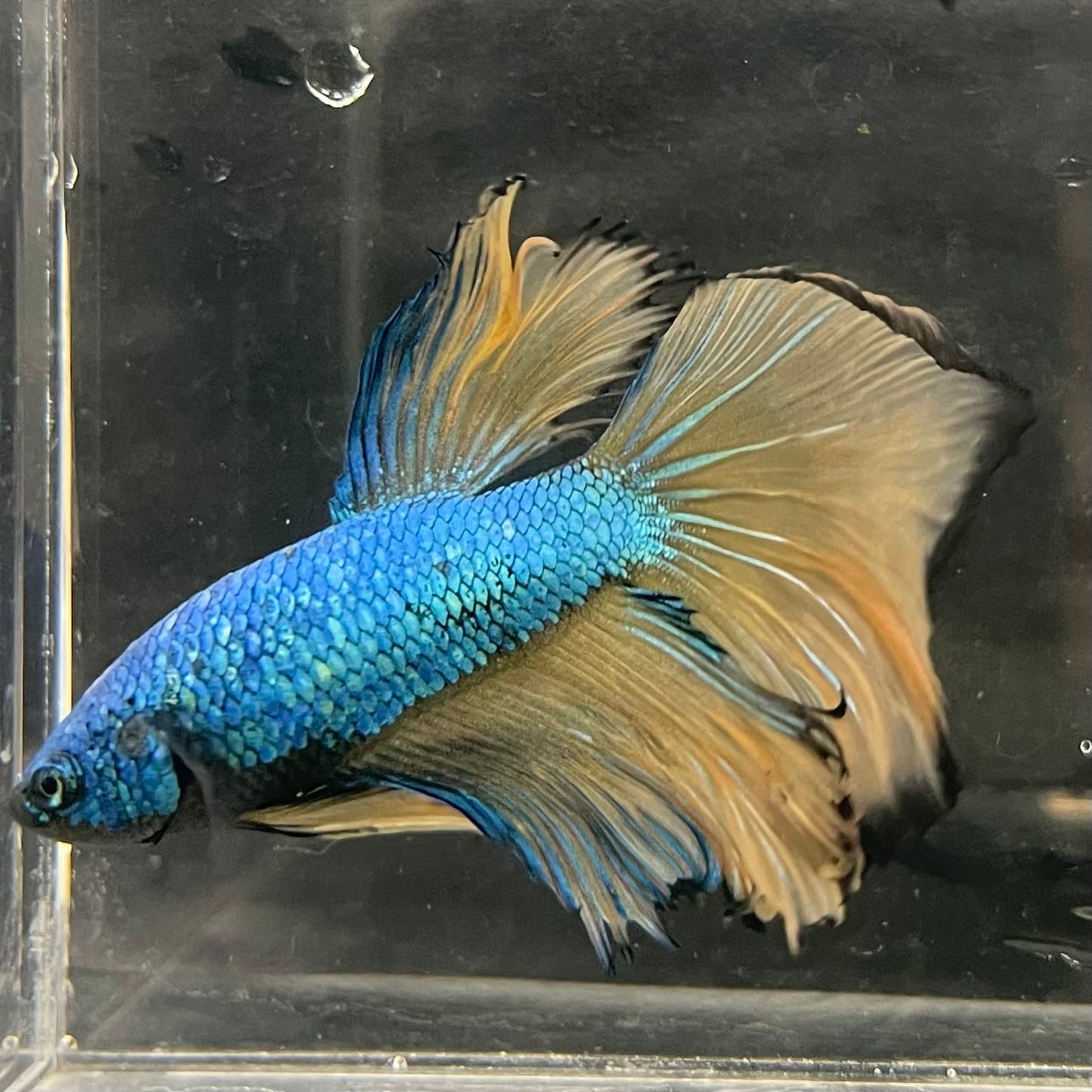 the-fish-farm Male Betta Male Betta - One Only - 5 Choose your favourite Male Betta from The Fish Farm Australia
