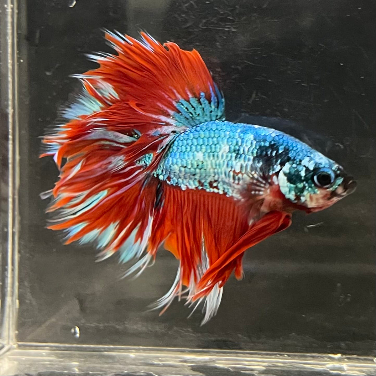 the-fish-farm Male Betta Male Betta - One Only - 5 Choose your favourite Male Betta from The Fish Farm Australia