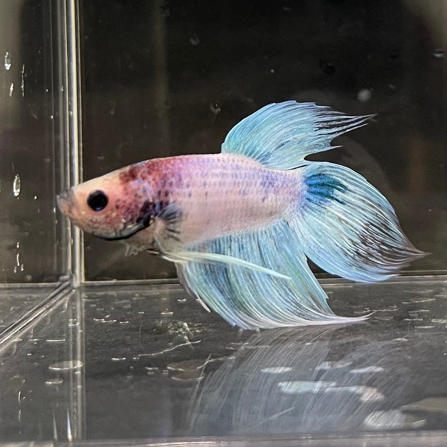 the-fish-farm Male Betta Male Betta - One Only - 6 Choose your favourite Male Betta from The Fish Farm Australia