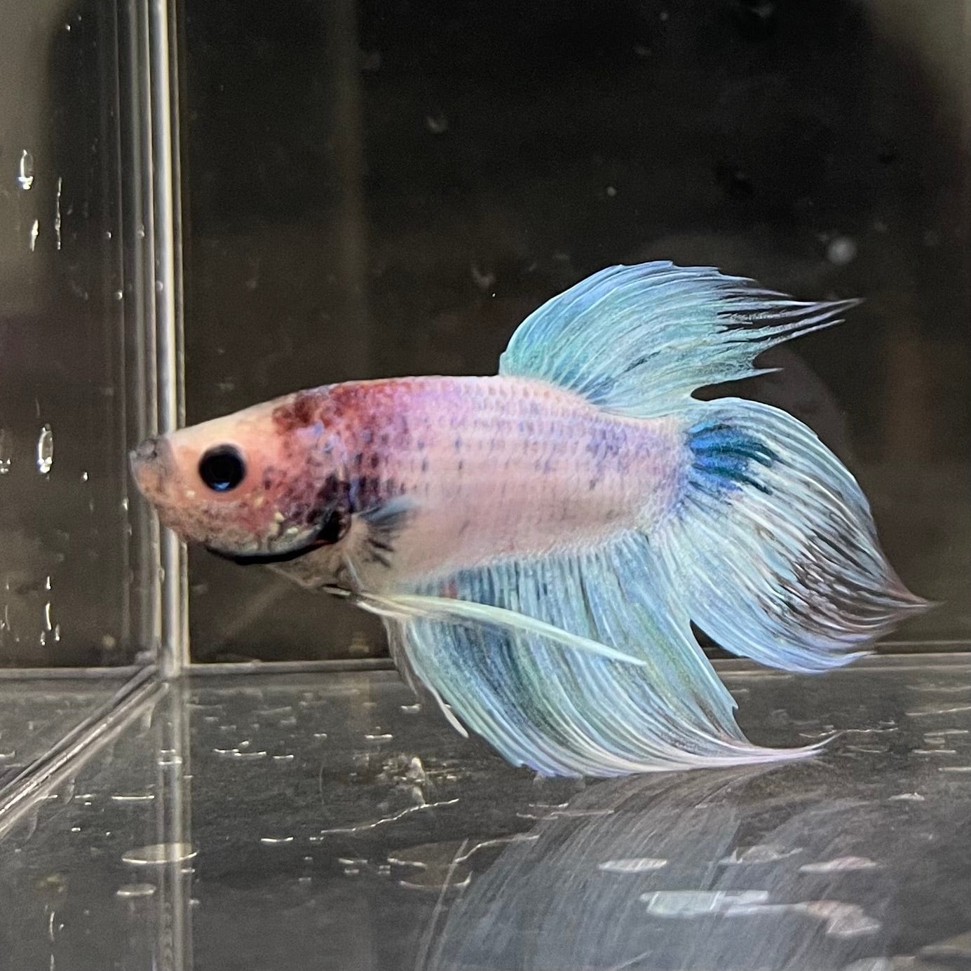 the-fish-farm Male Betta Male Betta - One Only - 6 Choose your favourite Male Betta from The Fish Farm Australia