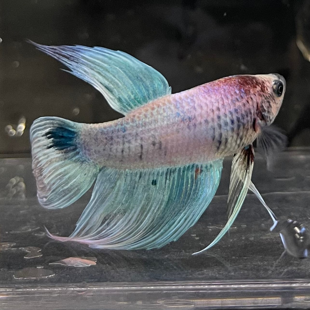 the-fish-farm Male Betta Male Betta - One Only - 6 Choose your favourite Male Betta from The Fish Farm Australia