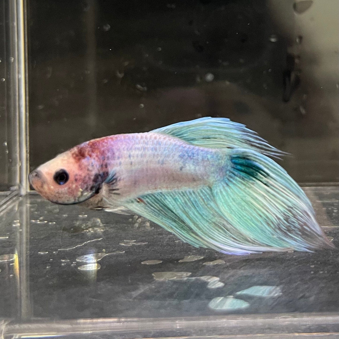 the-fish-farm Male Betta Male Betta - One Only - 6 Choose your favourite Male Betta from The Fish Farm Australia