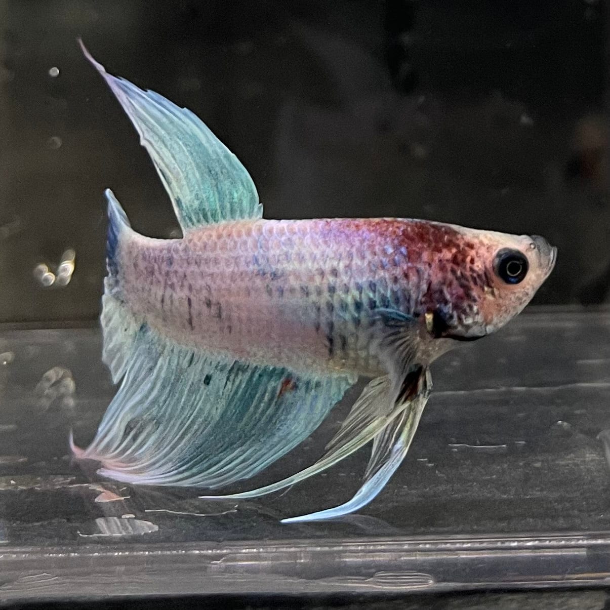 the-fish-farm Male Betta Male Betta - One Only - 6 Choose your favourite Male Betta from The Fish Farm Australia