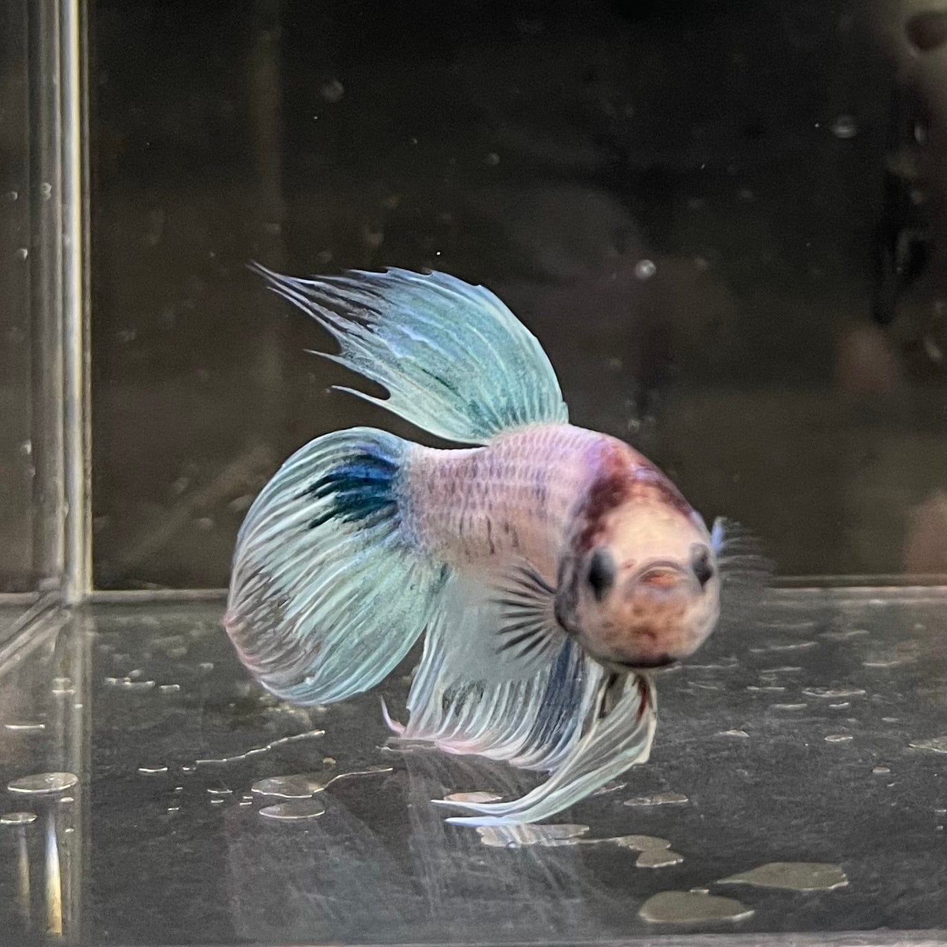 the-fish-farm Male Betta Male Betta - One Only - 6 Choose your favourite Male Betta from The Fish Farm Australia