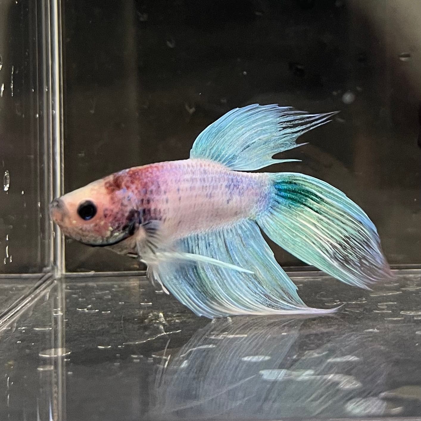 the-fish-farm Male Betta Male Betta - One Only - 6 Choose your favourite Male Betta from The Fish Farm Australia