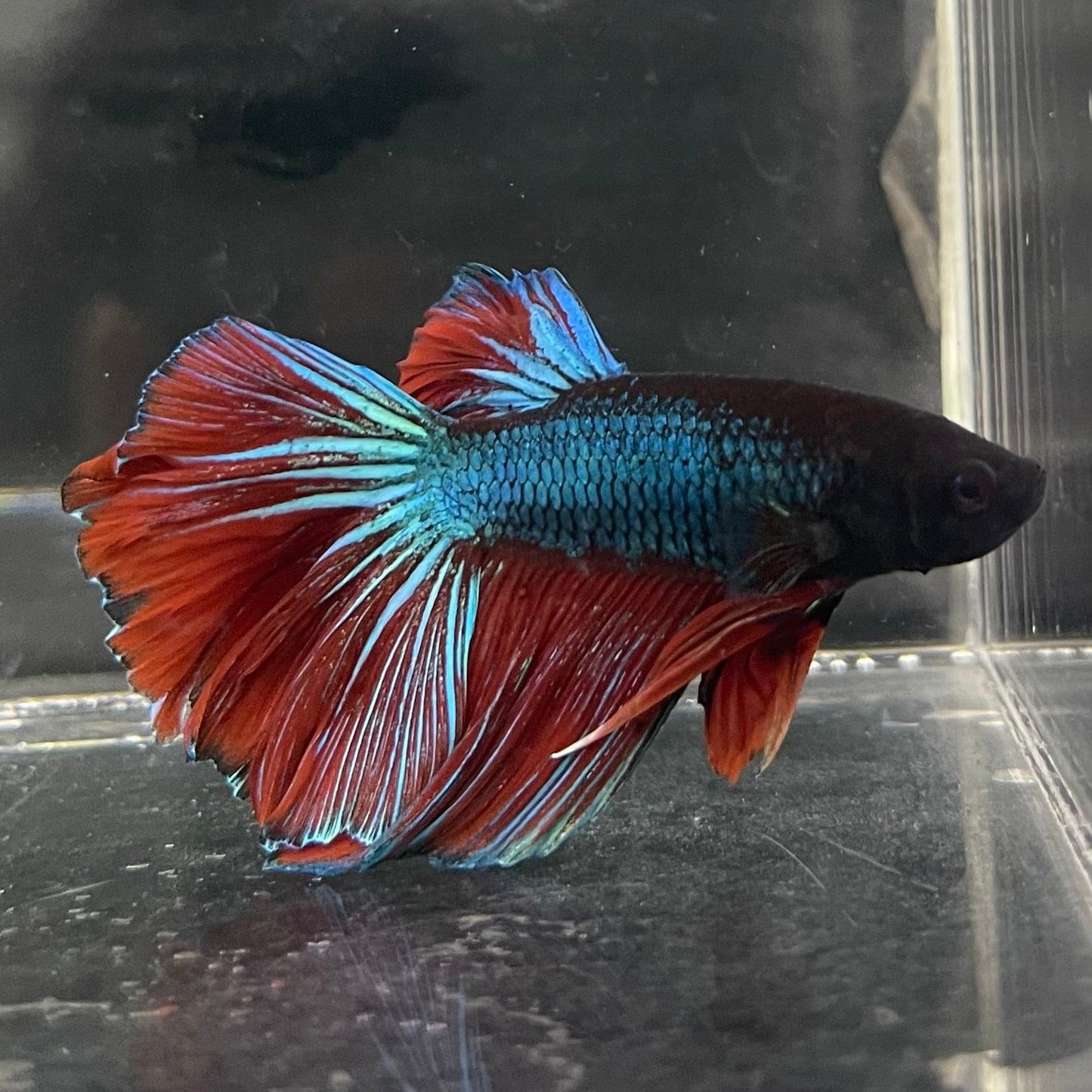 the-fish-farm Male Betta Male Betta - One Only - 6 Choose your favourite Male Betta from The Fish Farm Australia