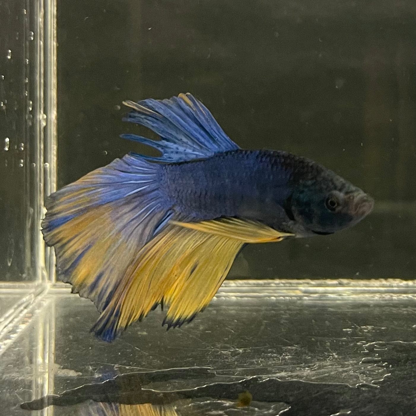 the-fish-farm Male Betta Male Betta - One Only - 6 Choose your favourite Male Betta from The Fish Farm Australia