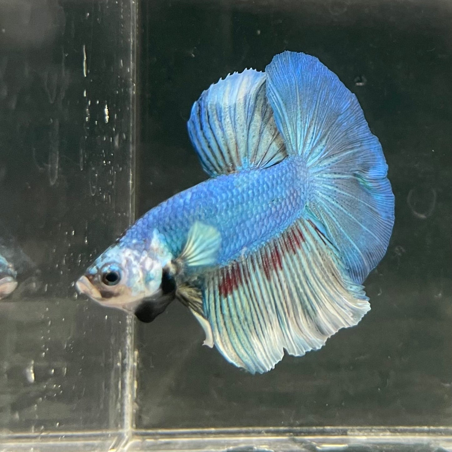the-fish-farm Male Betta Male Betta - One Only - 6 Choose your favourite Male Betta from The Fish Farm Australia