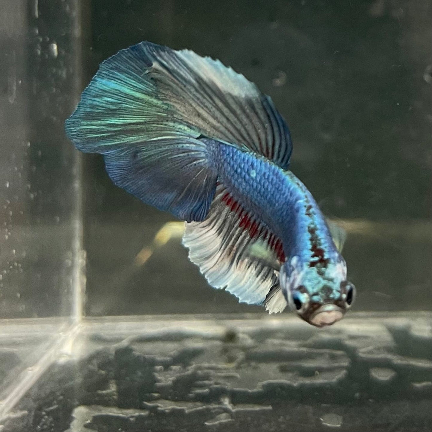 the-fish-farm Male Betta Male Betta - One Only - 6 Choose your favourite Male Betta from The Fish Farm Australia
