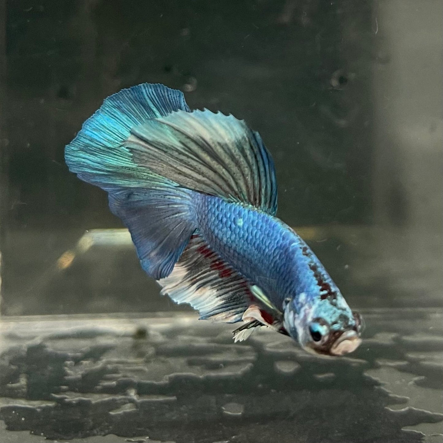 the-fish-farm Male Betta Male Betta - One Only - 6 Choose your favourite Male Betta from The Fish Farm Australia