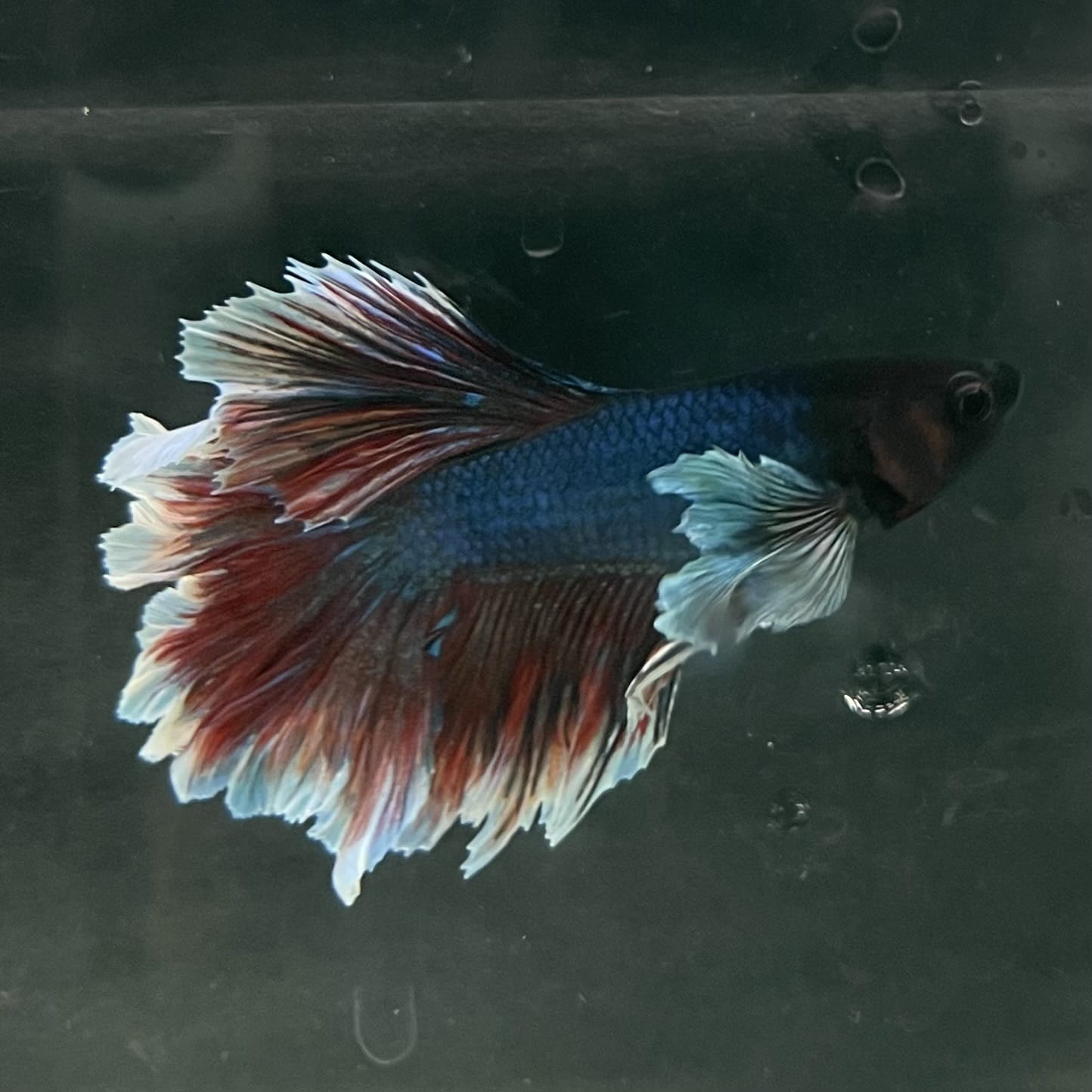 the-fish-farm Male Betta Male Betta - One Only - 6 Choose your favourite Male Betta from The Fish Farm Australia