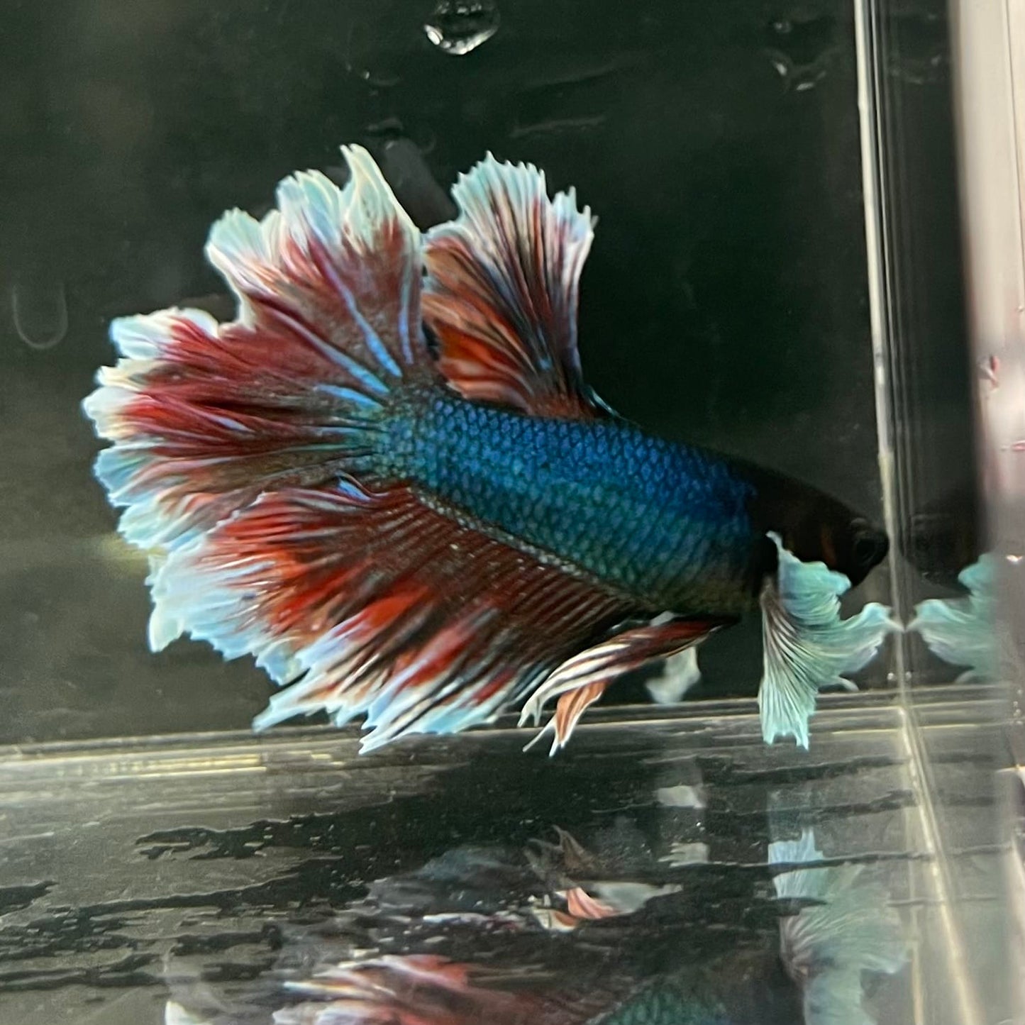 the-fish-farm Male Betta Male Betta - One Only - 6 Choose your favourite Male Betta from The Fish Farm Australia