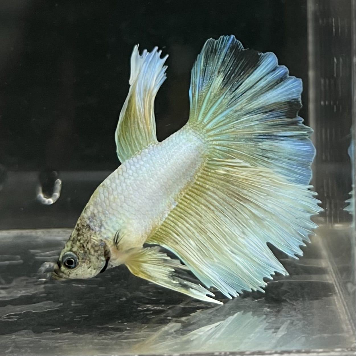 the-fish-farm Male Betta Male Betta - One Only - 6 Choose your favourite Male Betta from The Fish Farm Australia