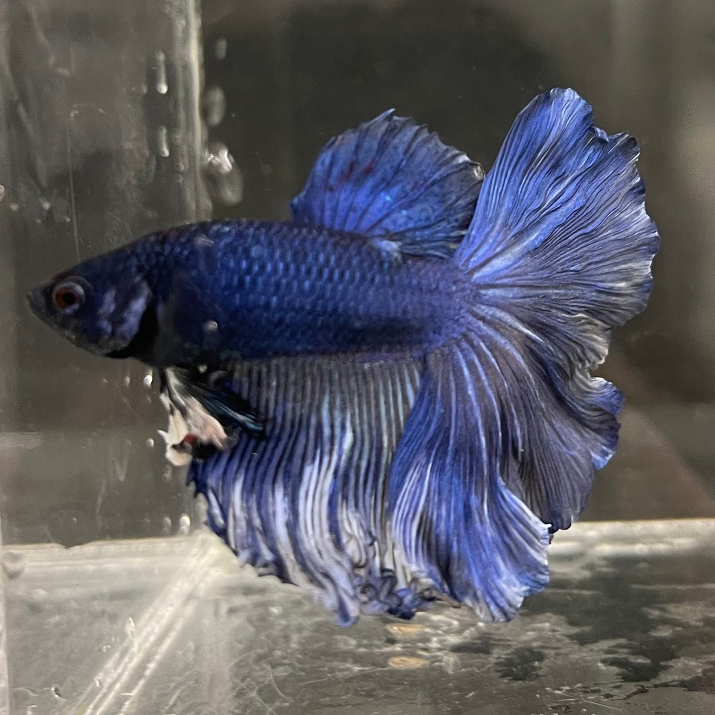 the-fish-farm Male Betta Male Betta - One Only - 6 Choose your favourite Male Betta from The Fish Farm Australia