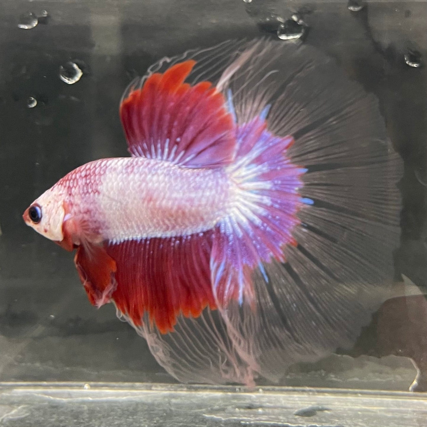 the-fish-farm Male Betta Male Betta - One Only - 6 Choose your favourite Male Betta from The Fish Farm Australia