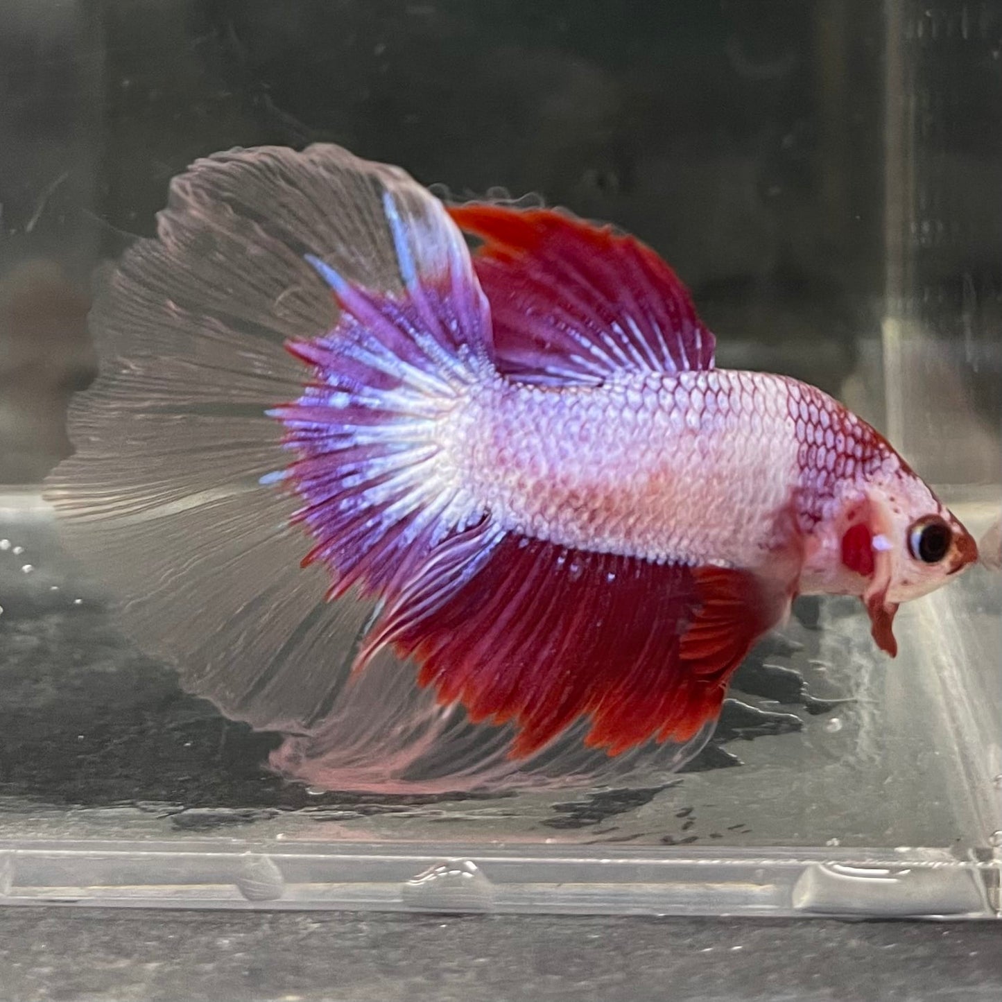 the-fish-farm Male Betta Male Betta - One Only - 6 Choose your favourite Male Betta from The Fish Farm Australia