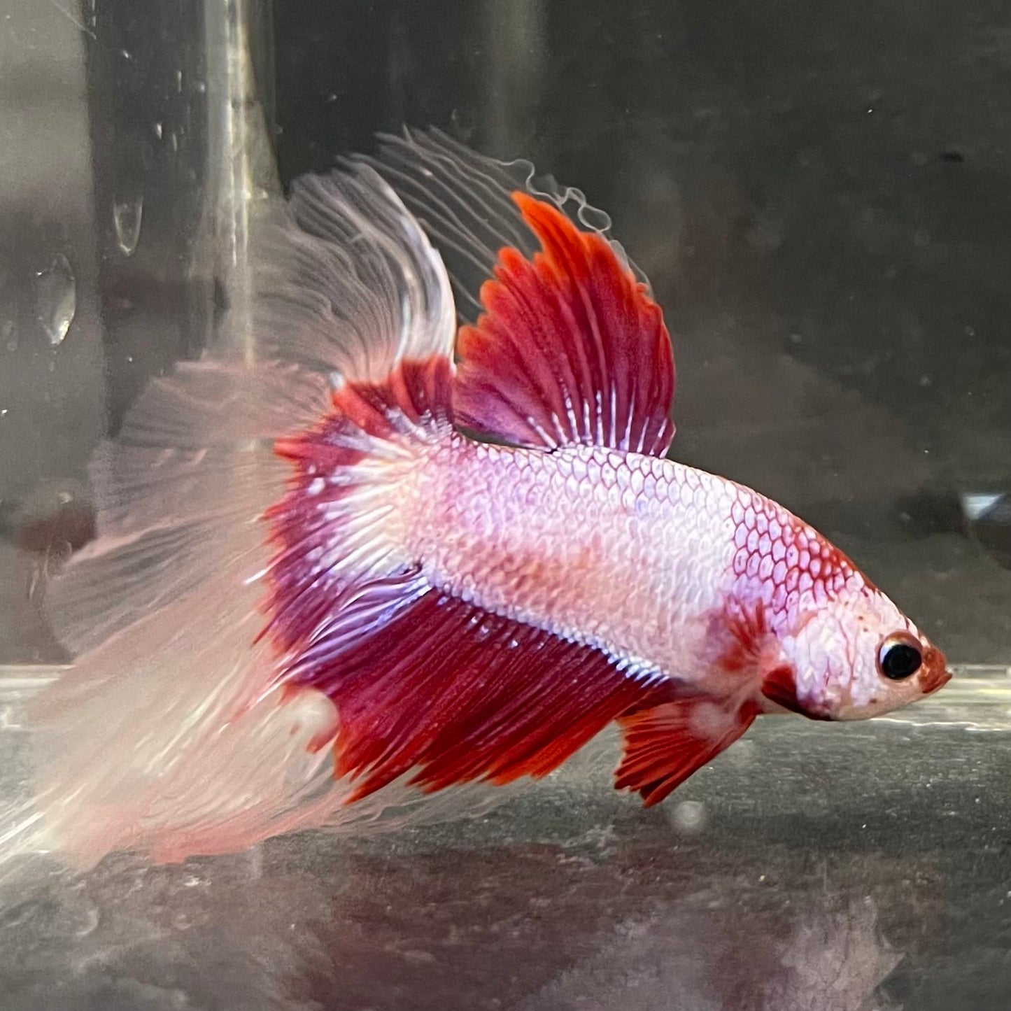 the-fish-farm Male Betta Male Betta - One Only - 6 Choose your favourite Male Betta from The Fish Farm Australia