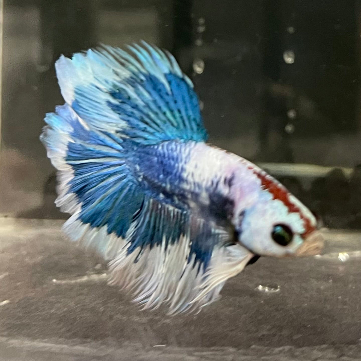 the-fish-farm Male Betta Male Betta - One Only - 6 Choose your favourite Male Betta from The Fish Farm Australia