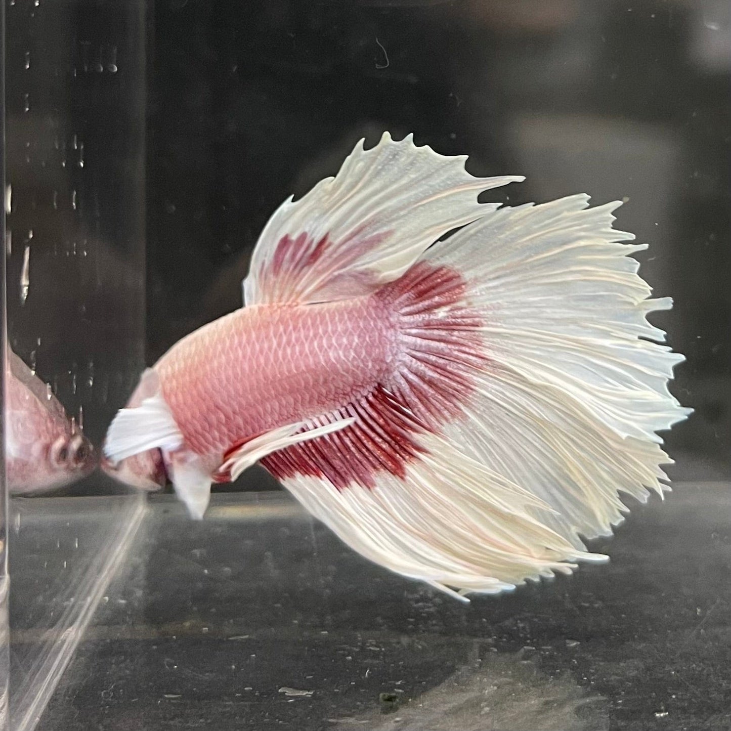 the-fish-farm Male Betta Male Betta - One Only - 7 Choose your favourite Male Betta from The Fish Farm Australia