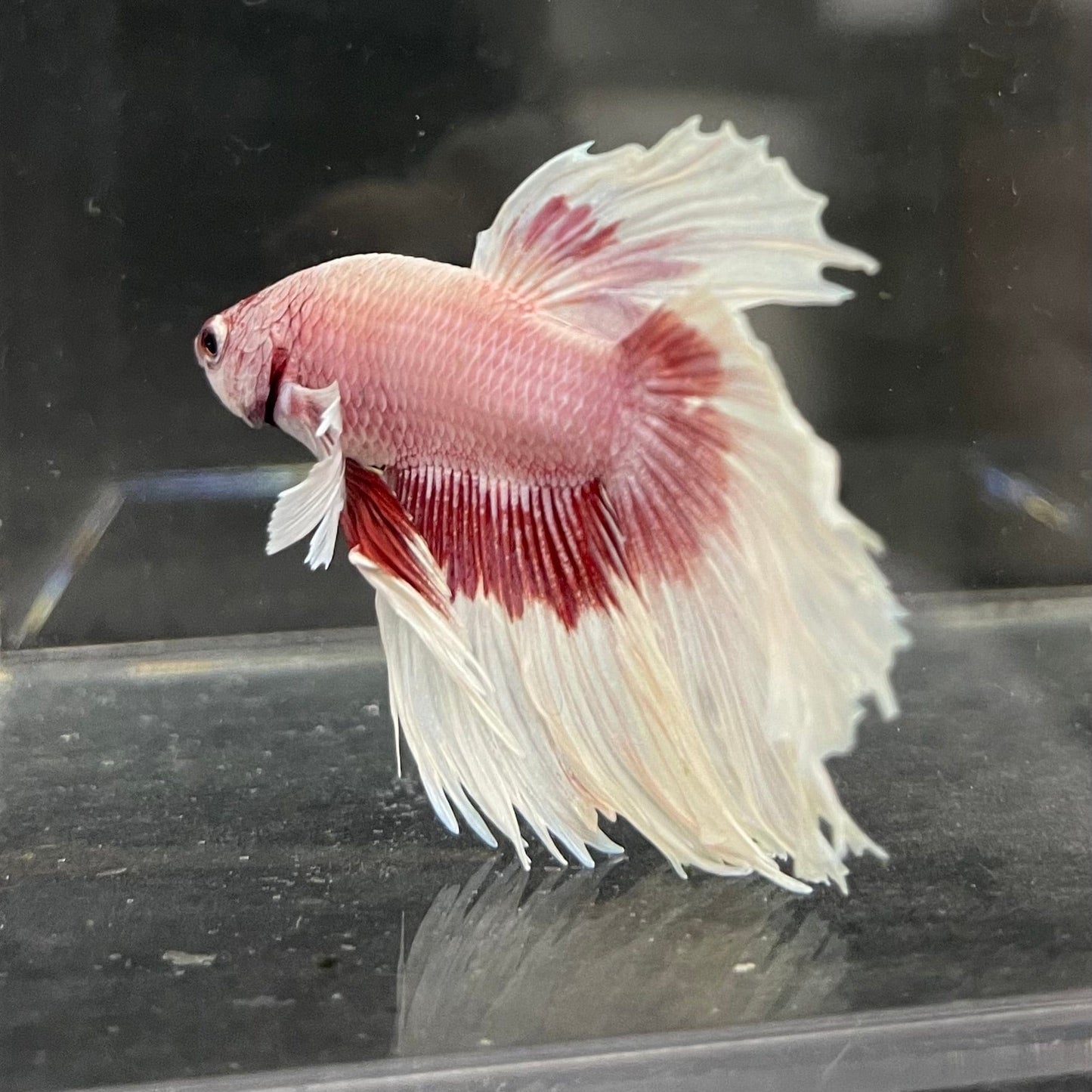 the-fish-farm Male Betta Male Betta - One Only - 7 Choose your favourite Male Betta from The Fish Farm Australia