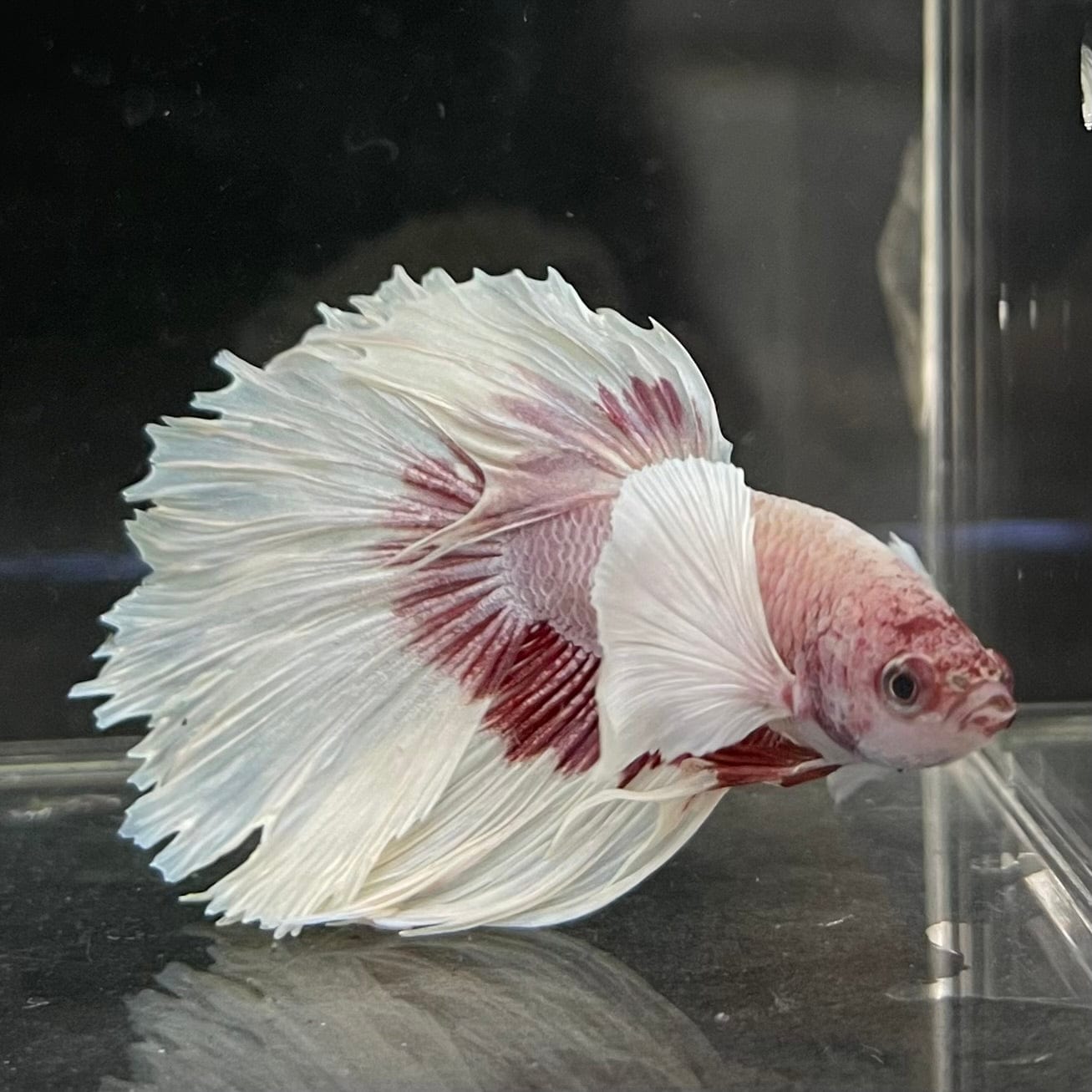 the-fish-farm Male Betta Male Betta - One Only - 7 Choose your favourite Male Betta from The Fish Farm Australia